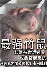 华农兄弟的最强竹鼠