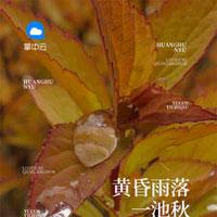 黄昏雨落一池秋