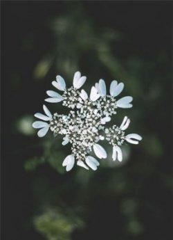 欧阳倾燕珍泪樱